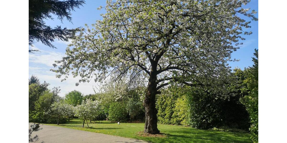 Mehrfamilienhaus, Wohnhaus Lemgo - 8 Zimmer, 215 m&sup2;, 459.000&euro; | Angebot:25882601