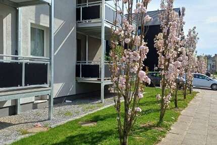 Wohnung Minden Bärenkämpen - 2 Zimmer, 56 m&sup2;, 549&euro; | Angebot:26094911