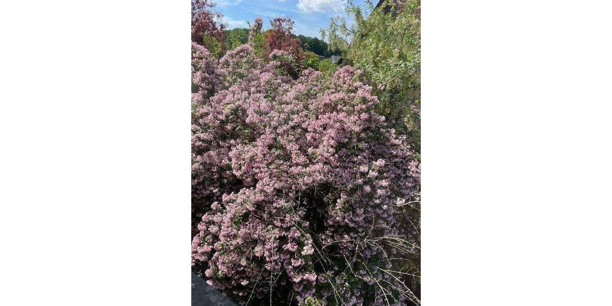 Mehrfamilienhaus, Wohnhaus Rödinghausen - 8 Zimmer, 160 m&sup2;, 220.000&euro; | Angebot:25744875