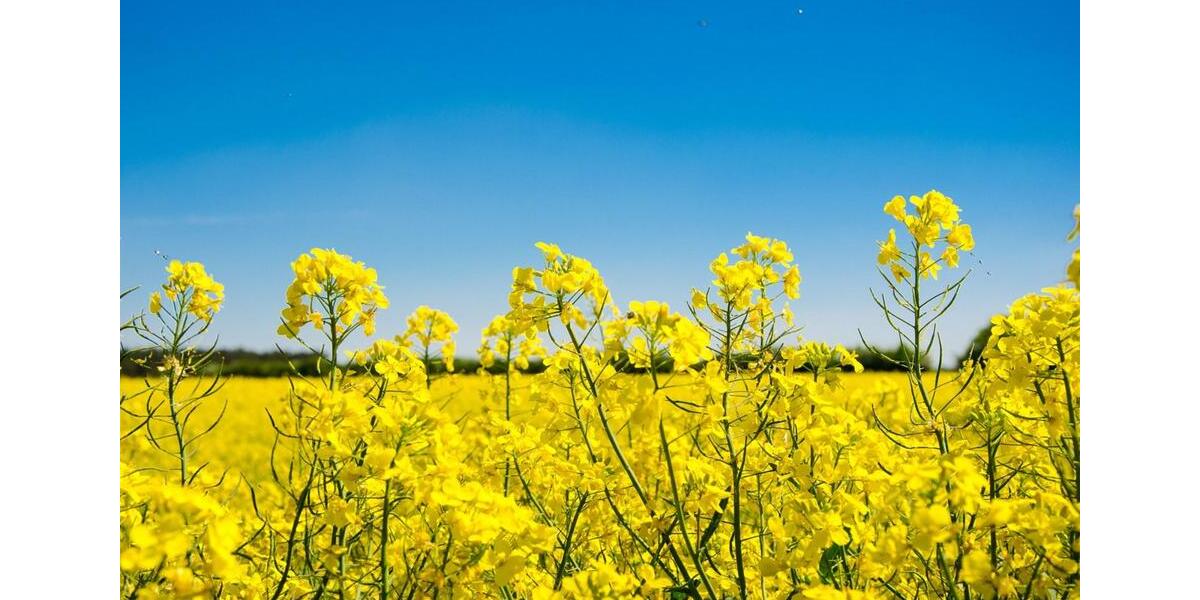 Etagenwohnung Bad Salzuflen Ehrsen-Breden - 4 Zimmer, 100 m&sup2;, 750&euro; | Angebot:25942662