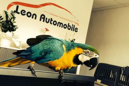 VW Caddy Maxi 44.200 km 27.990 &euro; Bad Oeynhausen 32547