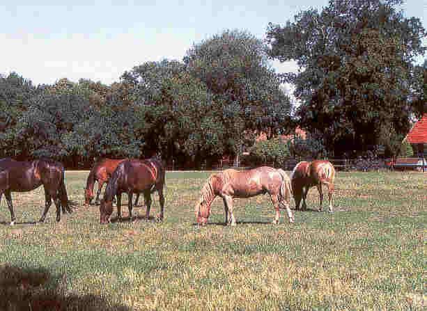 Historischer Niedersachsen- Bauernhof in Fachwerk mit Pferdeboxen u. tollen Eichenbaumbestand - Gewerbeobjekt Diepenau | Angebot:26216376