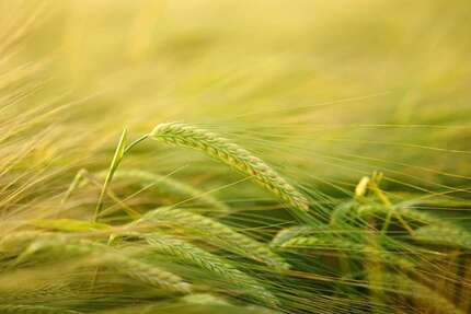 Grundstück Warmsen - 90.022&euro; | Angebot:18884731