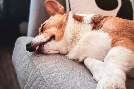 Haus Preußisch Oldendorf - 5 Zimmer, 136 m&sup2;, 1.700&euro; | Angebot:24629818