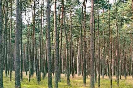 Grundstück Uchte - 11.280&euro; | Angebot:19054498