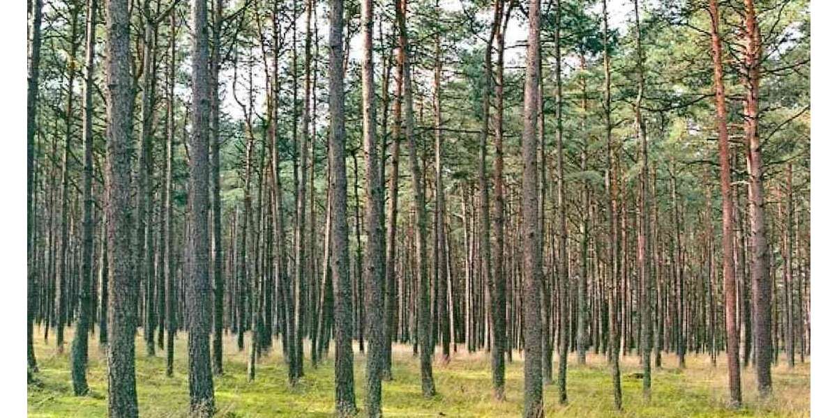 Grundstück Uchte - 11.280&euro; | Angebot:19054498