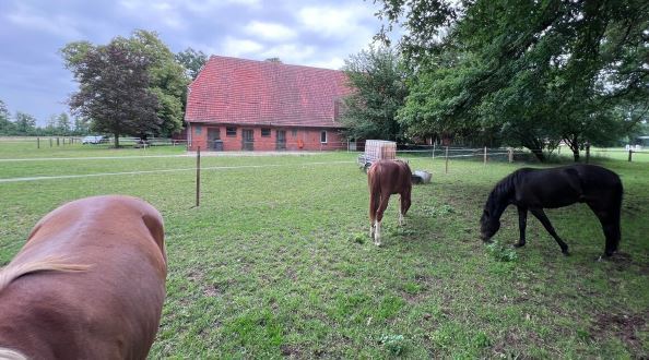 Historischer Niedersachsen- Bauernhof in Fachwerk mit Pferdeboxen u. tollen Eichenbaumbestand - Gewerbeobjekt Diepenau | Angebot:26216376