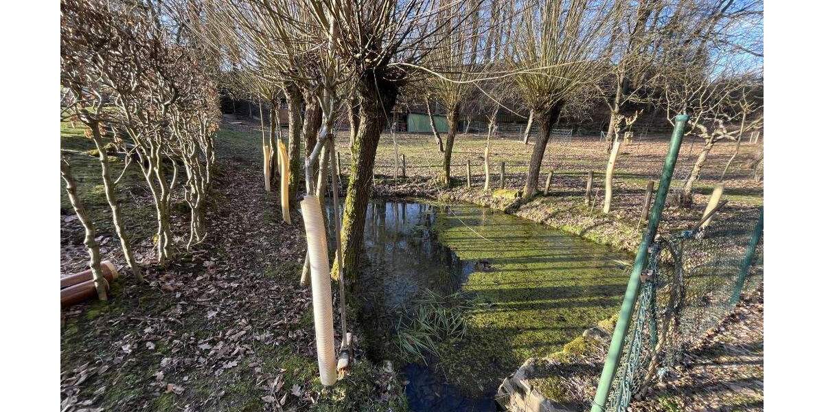 Grundstück Extertal Bösingfeld - 51.000&euro; | Angebot:25729448