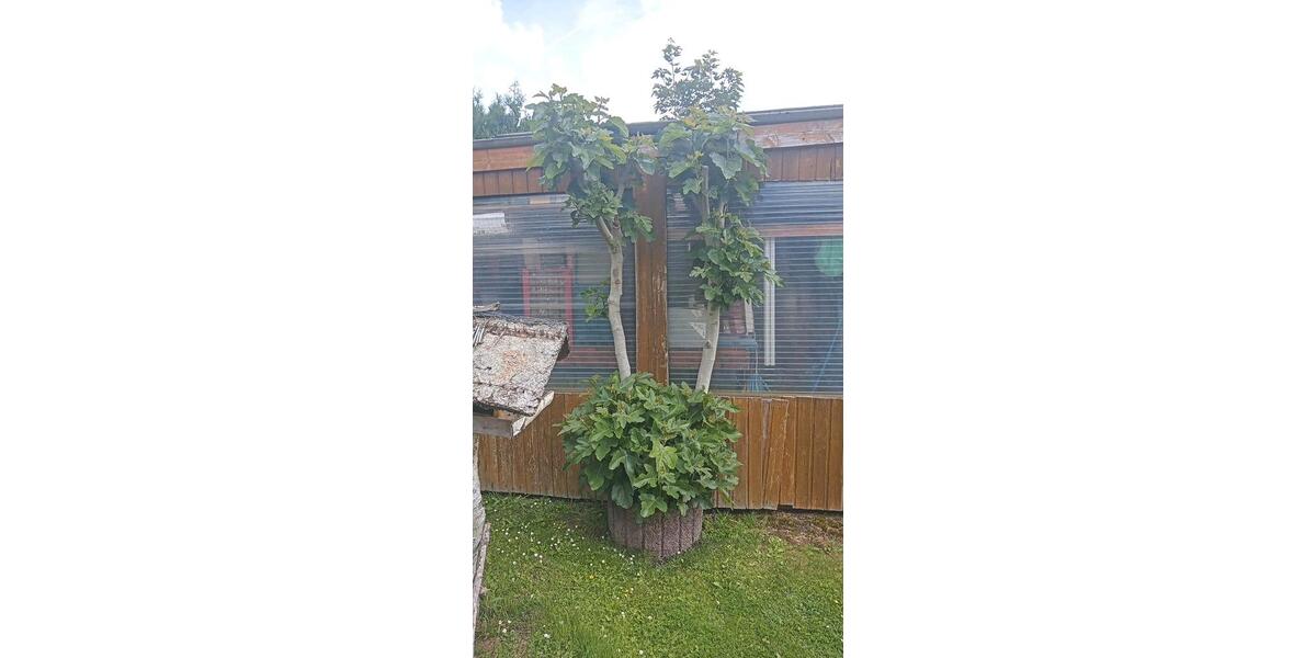 Einfamilienhaus Vlotho - 4 Zimmer, 70 m&sup2;, 58.000&euro; | Angebot:26840123