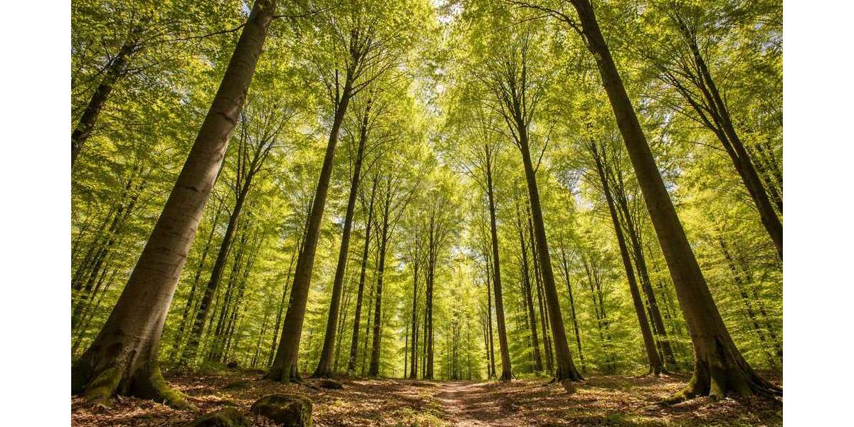 Grundstück Porta Westfalica / Hausberge Hausberge - 29.000&euro; | Angebot:24826478