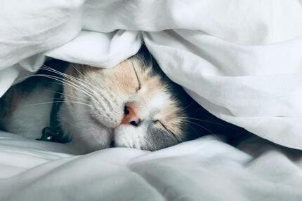 Haus Herford Falkendiek - 4 Zimmer, 155 m&sup2;, 1.999&euro; | Angebot:24629822